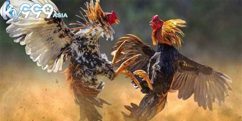 Đá Gà Cựa Dao Peru - Kết Hợp Cực Đỉnh Giữa Tốc Độ Và Sức Mạnh