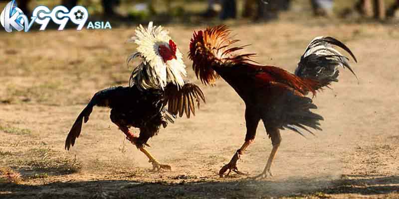 Giới thiệu đá gà cựa dao Peru