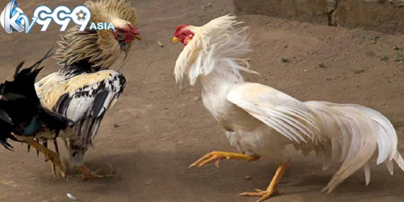 Trải nghiệm độc đáo cho người yêu thích cược tại đá gà 68