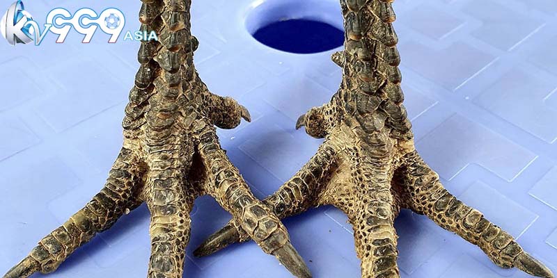Vảy gà tứ quý là gì?